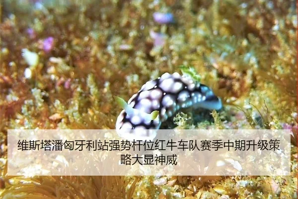 维斯塔潘匈牙利站强势杆位红牛车队赛季中期升级策略大显神威